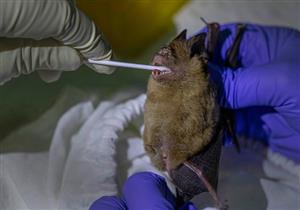 بعد كورونا.. اكتشاف فيروسات تاجية جديدة في الخفافيش