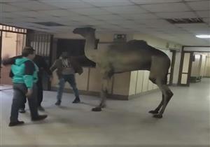 "هرب من السلخانة".. مصدر بـ"الجيزة" يوضح تفاصيل اقتحام جمل مستشفى أوسيم