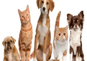 دراسة مضادة: تربية الحيوانات الأليفة مهمة جدا لكبار السن