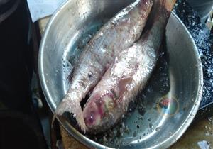 "يفرز سمومًا قاتلة".. الصحة تحذر المواطنين من تناول الفسيخ