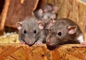 قد تنقله الفئران.. مخاوف من احتمالية انتشار متحور جديد لكورونا في نيويورك