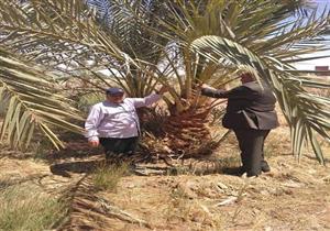 إطلاق طفيل التريكوجراما بعدد من مزارع النخيل بالوادي الجديد