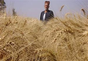 الزراعة: موسم القمح مبشر...ومتوقع حصاد 9 مليون طن