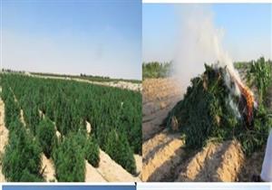  الداخلية: ضبط 10 أفدنة مزروعة بنبات البانجو المخدر في البحيرة