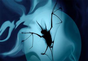 فيروس كورونا: هل نتخلص من الخفافيش أم يجب الحفاظ عليها؟