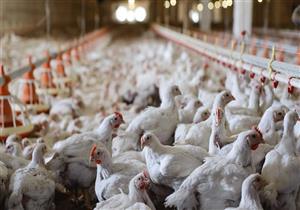 قد تنتقل للبشر- أحدث تطورات سلالة إنفلونزا الطيور H5N1  
