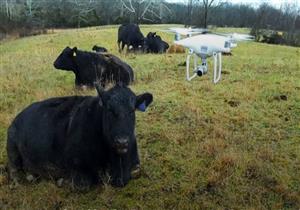 كيف تستخدم الولايات المتحدة طائرات مسيرة لمتابعة ورعاية حيوانات المزارع؟