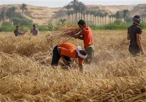 ​لمزارعي القمح.. كيف تحقق محصول عالي الجودة وخالي من الأمراض؟ الزراعة تجيب