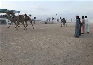 الأول من نوعه.. "الزلقة" سباق هجن "الترابين والمزينة" بجنوب سيناء