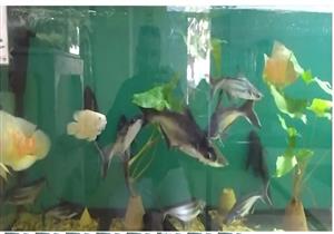 الزراعة: وفد من "الثروة السمكية" يتفقد حديقة الأسماك بالزمالك