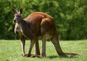إطلاق تحقيق إثر العثور على مجموعة من حيوان الكنجارو نافقة في استراليا 