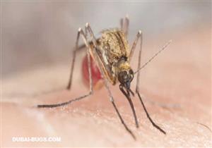 ​​الأكثر قتلًا للبشر.. أين يختفي الناموس في الشتاء؟ "الزراعة" تجيب وتكشف أماكن تواجده وأضراره