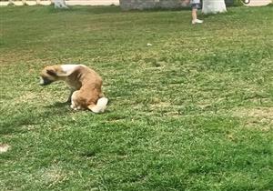 بعد تطويره.. الكلاب الضالة تهدد حياة رواد كورنيش المنيا