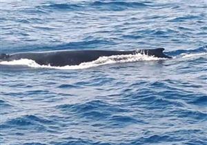 لحظة ظهور "الحوت الأحدب" في البحر الأحمر.. وقرارات عاجلة بـ"عدم التعرض له" - صور