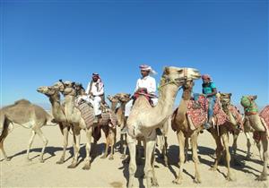 بمشاركة 270 جملًا.. انطلاق فعاليات سباق الهجن في مضمار طور سيناء - صور