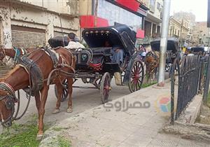 "مواقف عربات حنطور" عشوائية في شوارع المنيا.. ورئيس الوحدة المحلية يرد (صور)