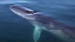 لحظة تحبس الأنفاس.. غواصة تنجو بأعجوبة من حوت كاد يبتلعها