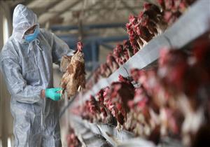 H5N1.. كل ما تريد معرفته عن السلالة الجديدة لإنفلونزا الطيور