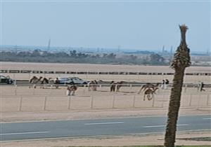 وزير الزراعة ومحافظ جنوب سيناء يبحثان توفير الخدمات البيطرية لسباق شرم الشيخ للهجن