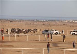  19 مارس.. انطلاق بطولة سباقات الهجن بشرم الشيخ