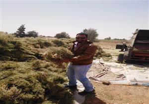 بالصور.. حصاد محصول الكمون بواحة باريس في الوادي الجديد