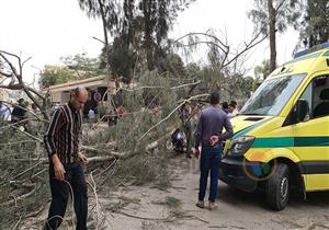 بالصور.. وفاة شخص سقطت عليه شجرة بمحيط استراحة محافظ الدقهلية