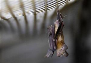 دراسات حديثة: جينات كورونا وثيقة الصلة بالسلالة الوبائية في "الخفافيش"