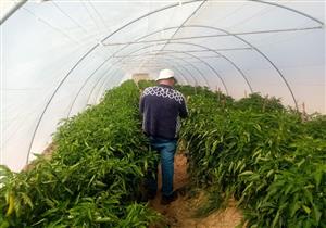 الزراعة: توجيهات رئاسية بالتوسع في المساحات المنزرعة وزيادة كفاءة الإنتاج