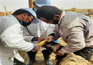 صور.. تحصين 43 ألف رأس ماشية ضد الجلد العقدي وجدري الأغنام بالشرقية