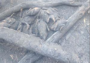 نفوق 32 رأس ماشية وأغنام في حريق حظيرة بأسيوط