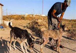 الحيوانات أيضًا تدفع ثمن النزاع في غزة