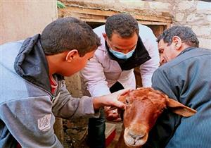 انطلاق فعاليات الحملة القومية للتحصين ضد الحمى القلاعية بالشرقية- صور