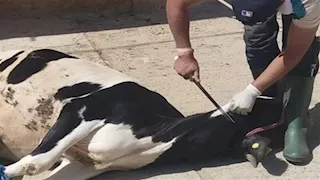 بسبب ذبح الأضحية.. عباس شومان ينتقد الإعلامي إبراهيم عيسى.. ما القصة؟