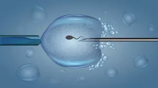  ما حكم تحديد جنس الجنين وهل يعد اعتراضاً على المشيئة الإلهية؟.. المفتي يوضح 