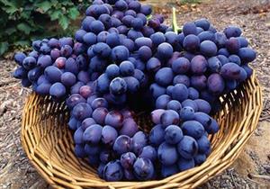 فوائد العنب البري لصحة الدماغ- هل يحمي من الخرف؟