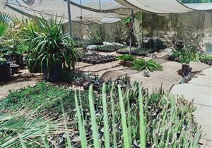 200 نوع للعلاج والزينة.. مزرعة صبار في طور سيناء تتحول لمزار سياحي (فيديو)