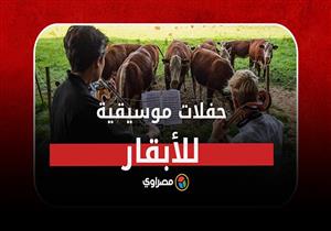 لماذا يحيي دنماركي حفلات موسيقية للأبقار؟