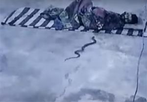 بالفيديو-  مفاجأة غير متوقعة في فراش هندي.. "كوبرا" عملاقة