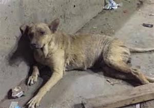 بعد ضبط المتهم بتعذيب "كلب" بمنطقة دار السلام: "كنت عاوز أدربه"