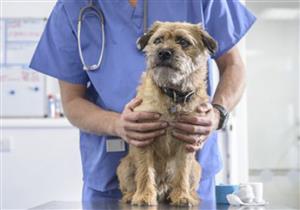 4 دقائق صادمة أشعلت سوشيال ميديا.. طبيب يطالب ممرضا مسنا بالسجود لكلب