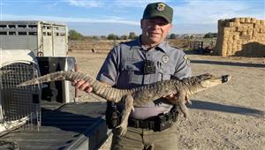 العثور على تمساح يتجول في الشارع بولاية أمريكية وسط حالة من الذعر