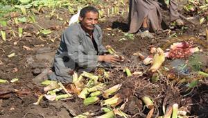 "بيدلعوه بالشنواني".. حصاد "القلقاس" في أشهر قرية لزراعته بالمنيا- فيديو وصور