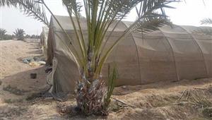 تفاصيل خطة الزراعة لمكافحة سوسة النخيل؟