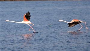 ظهور طائر الفلامنجو بأعداد كبيرة في بورفؤاد.. والبيئة تكشف السبب- خاص