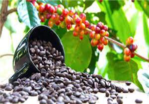 5 فوائد مذهلة لفاكهة القهوة