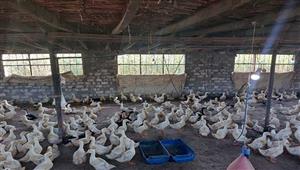 تراجع أسعار الجبن الأبيض والدواجن اليوم الثلاثاء في الأسواق