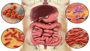 علماء يكشفون بكتيريا في الأمعاء تحمي المريض من عواقب النوبة القلبية