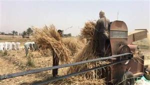 تقرير أمريكي يتوقع ارتفاع إنتاج مصر من القمح 9% خلال الموسم الجديد 