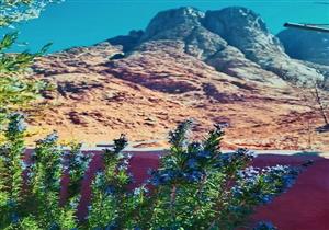  أزهار ونباتات طبية.. الربيع يشكل واحات خضراء بين جبال سانت كاترين -صور