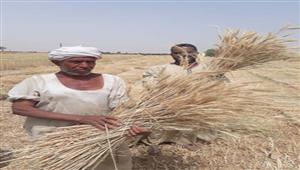 فيديو.. بدء موسم حصاد القمح في أسوان.. والأهالي: المحصول يبشر بالخير